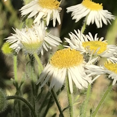 Erigeron pumilus