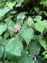 Begonia pinglinensis
