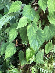 Begonia pinglinensis