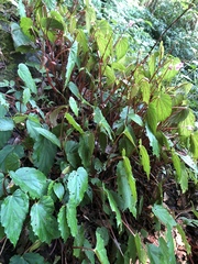 Begonia pinglinensis