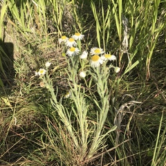 Erigeron pumilus