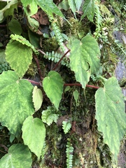 Begonia pinglinensis