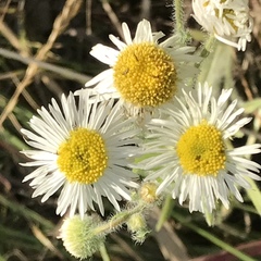 Erigeron pumilus
