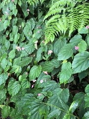 Begonia pinglinensis
