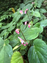 Begonia pinglinensis