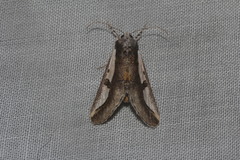 Euscirrhopterus poeyi