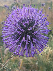 Echinops adenocaulos
