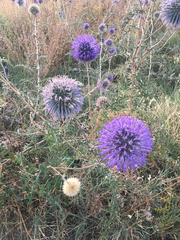 Echinops adenocaulos