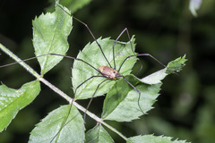 Leiobunum nigropalpi