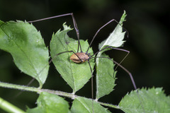 Leiobunum nigropalpi