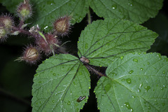 Leiobunum nigropalpi