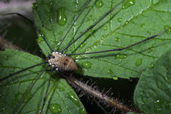 Leiobunum nigropalpi