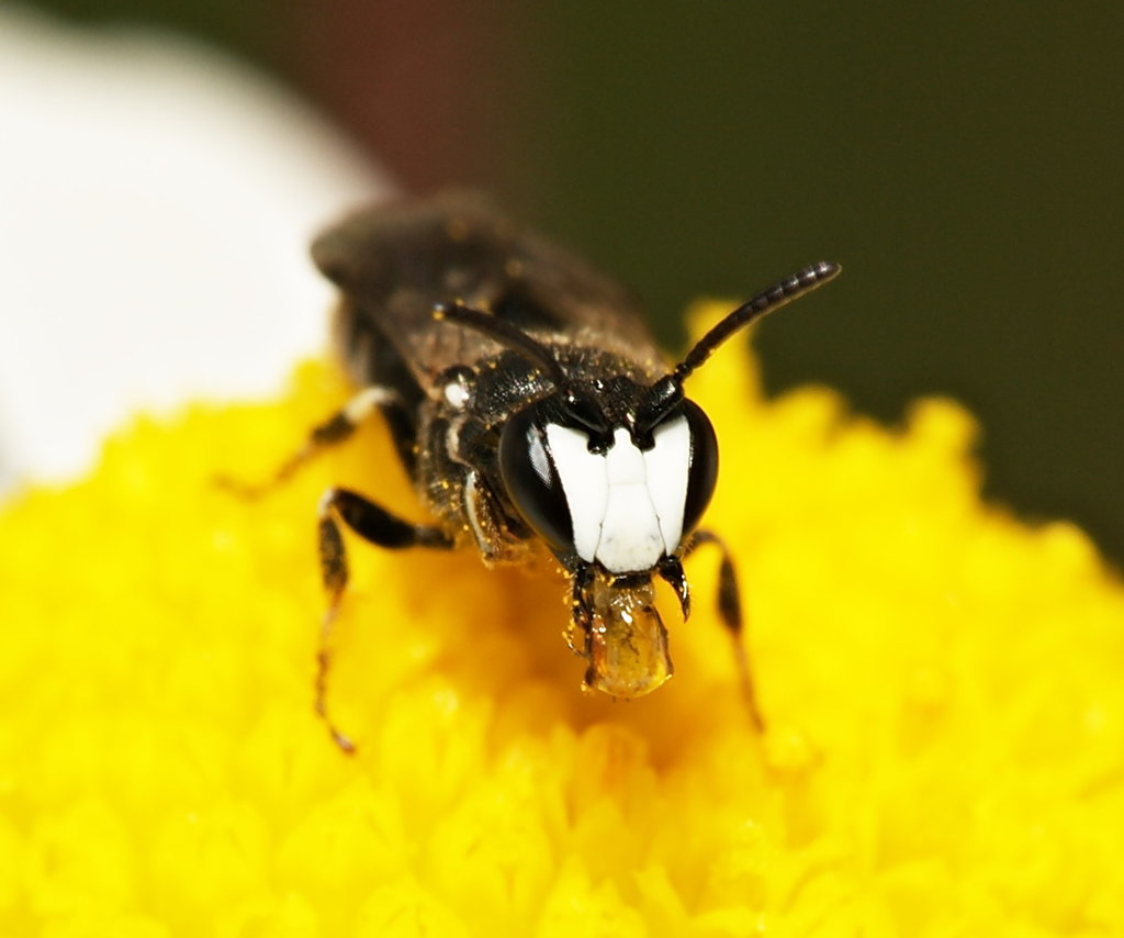 Black Masked Bee