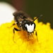 Black Masked Bee - Photo (c) portioid, some rights reserved (CC BY-SA), uploaded by portioid