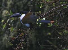 Andigena nigrirostris