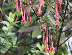 Coeligena helianthea