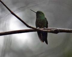 Eriocnemis cupreoventris