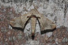 Apatelodes pudefacta