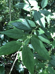 Lasianthus curtisii