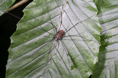 Leiobunum nigropalpi