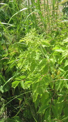 Acer negundo