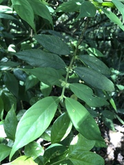 Lasianthus curtisii
