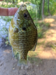 Lepomis gibbosus × macrochirus