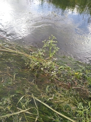 Oenanthe fluviatilis