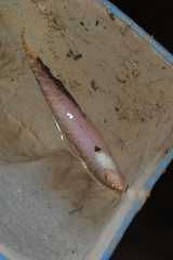 Gymnotiformes