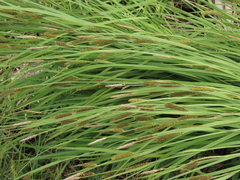 Carex aperta