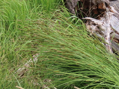 Carex aperta