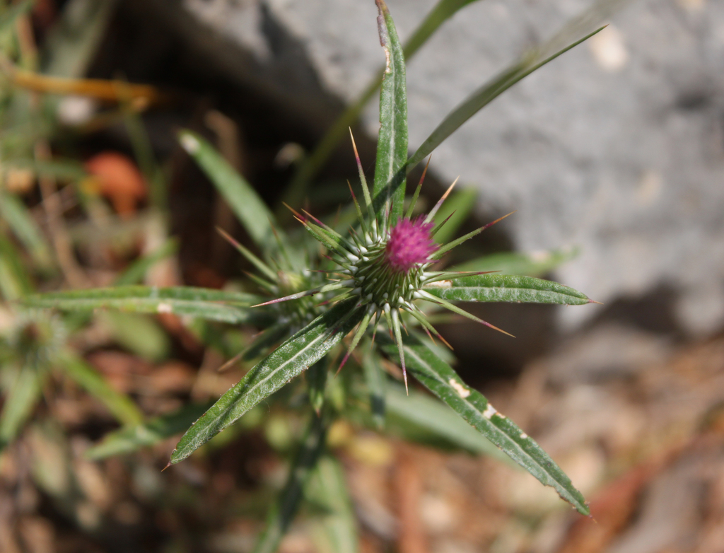 Ptilostemon stellatus