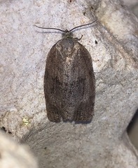 Choristoneura conflictana