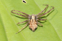 Philodromus cespitum
