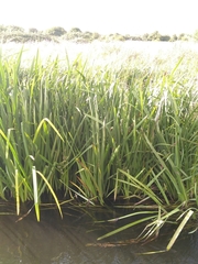 Sparganium erectum