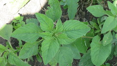 Amaranthus retroflexus