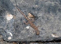 Mediodactylus