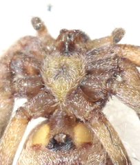 Philodromus cespitum