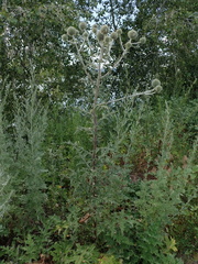 Echinops sphaerocephalus