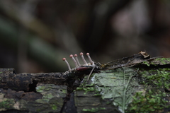 Image of Ophiocordyceps amazonica