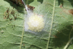 Philodromus cespitum