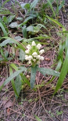 Prunella laciniata