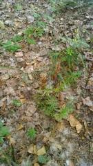 Orobanche hederae