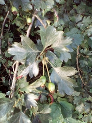 Crataegus monogyna