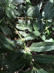 Lasianthus micranthus