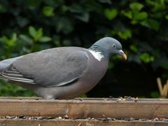 Columba palumbus