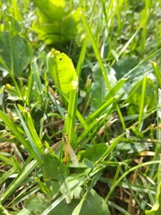 Nephrotoma flavescens