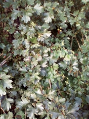 Crataegus monogyna