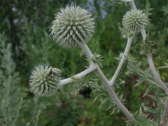 Echinops sphaerocephalus
