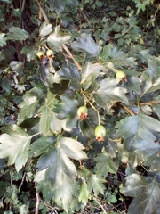 Crataegus monogyna